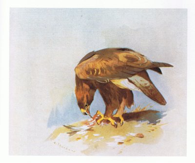 Golden Eagle Studies by Archibald Thorburn